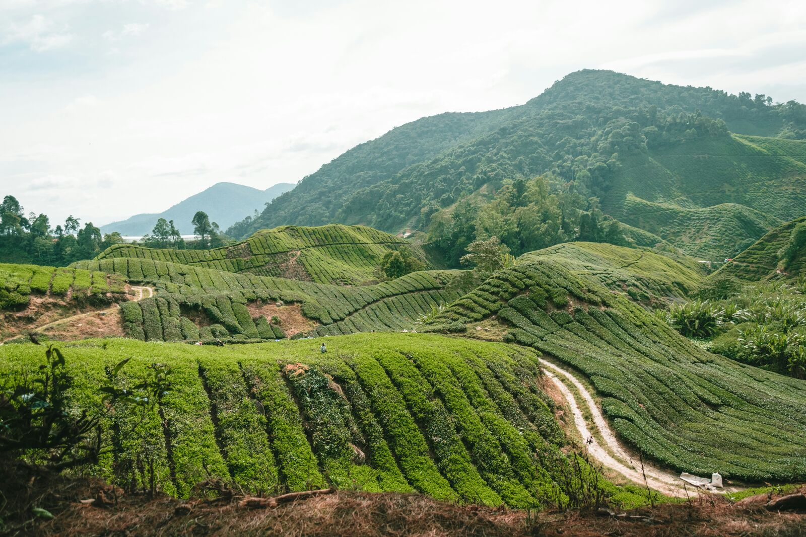 Cameron Highlands Scenic Mountain Drive scenic driving route in Malaysia